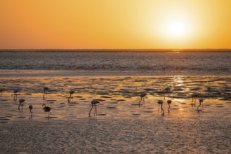 Pink flamingos (Phoenicopterus roseus) against the light, sunset, lagoon at Walfish Bay, Erongo,