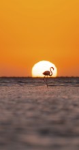 Single pink flamingo (Phoenicopterus roseus) directly in front of the setting sun, backlight,