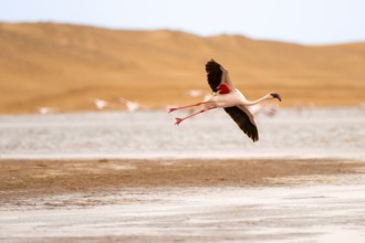 Lesser Flamingo (Phoeniconaias minor) in flight in front of the Namib Desert with lagoon, Walfish