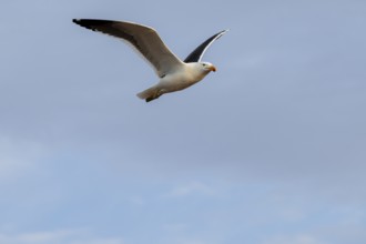 Seagull flying against blue sky, Namibia