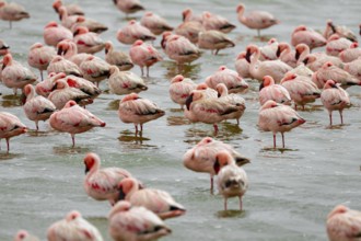 Lesser Flamingos (Phoeniconaias minor) in a lagoon, Walfish Bay, Erongo, Namibia