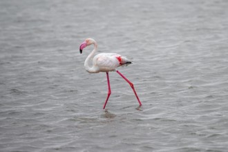 Pink flamingo (Phoenicopterus roseus) in a lagoon, Walfish Bay, Erongo, Namibia