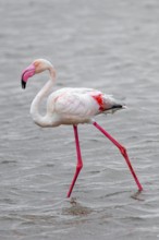 Pink flamingo (Phoenicopterus roseus) in a lagoon, Walfish Bay, Erongo, Namibia