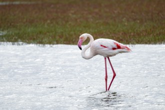 Pink flamingo (Phoenicopterus roseus), Walfish Bay, Erongo, Namibia