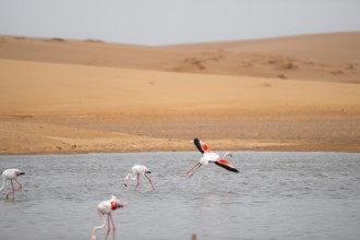 Pink flamingo (Phoenicopterus roseus) in flight in front of the Namib Desert, Walfish Bay, Erongo,