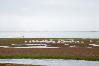 Pink flamingos (Phoenicopterus roseus) sleeping, Walfish Bay, Erongo, Namibia