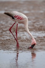 Lesser Flamingo (Phoeniconaias minor) in a lagoon, Walfish Bay, Erongo, Namibia