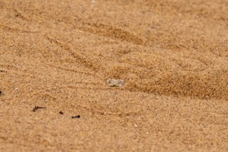 Dwarf puff adder (Bitis peringueyi) hiding in the sand, camouflage, Namib Desert, Namibia