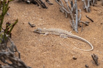 Shovel-nosed lizard (Meroles anchietae) in the sand, Namib Desert, Namibia