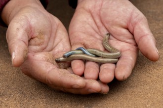 Hand holds two FitzSimon's burrowing skink or short blind dart skink, (Typlacontias brevipes),