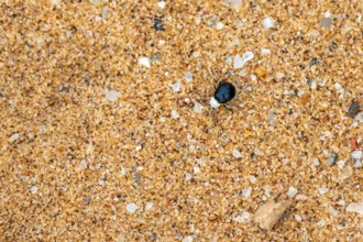Mist drinker beetle, Tenebrionidae, Onymacris, on sand, Sossusvlei, Namibia