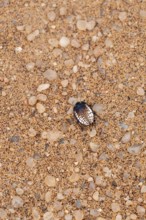Mist drinker beetle, Tenebrionidae, Onymacris, on sand, Sossusvlei, Namibia