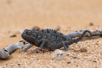 Desert chameleon, Namaqua chameleon (Chamaeleo namaquensis), Namib Desert near Swakopmund, Namibia