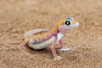 Palmato gecko (Pachydactylus rangei), Namib Desert, Namibia