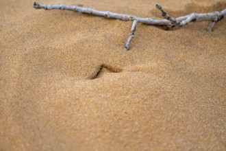 Cave of a Palmato gecko (Pachydactylus rangei), Namib Desert, Namibia