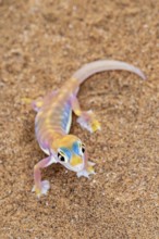 Palmato gecko (Pachydactylus rangei), Namib Desert, Namibia