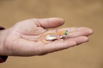 Man holding Palmato gecko (Pachydactylus rangei) on hand, Namib Desert, Namibia