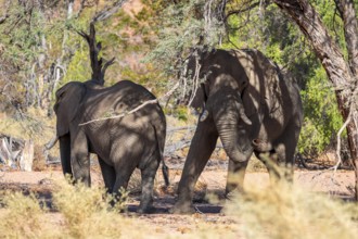 African elephant (Loxodonta africana), desert elephant, riverbed of the Ugab River, Damaraland,