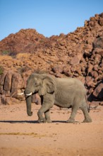 African elephant (Loxodonta africana), desert elephant, riverbed of the Ugab River, Damaraland,