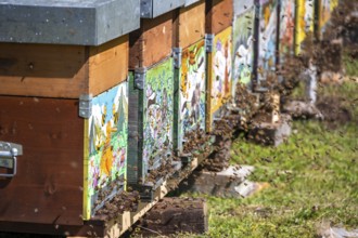 Beehive in a meadow, Italy