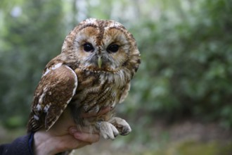 A tawny owl (Strix aluco) being held by a hand. Close-up with focus on the bird, surrounded by