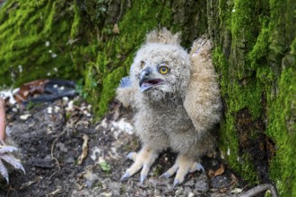 Münsterland, North Rhine-Westphalia, Germany, Eurasian Eagle-owl chick (Bubo bubo) with fluffy