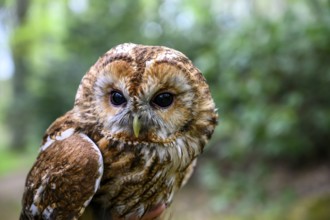 Münsterland, North Rhine-Westphalia, Germany, portrait of a tawny owl (Strix aluco) captive during