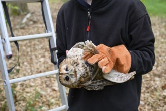 Person holding a tawny owl (Strix aluco) in gloves in the forest next to a ladder, protection and