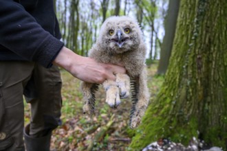 Münsterland, North Rhine-Westphalia, Germany, A bird ringing human ornithologist gently holds a
