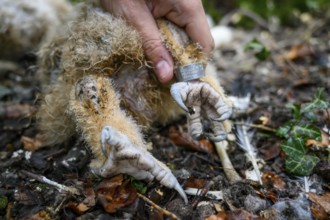 Münsterland, North Rhine-Westphalia, Germany, close-up of the feet of a young eagle owl (Bubo bubo)