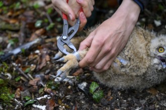 Münsterland, North Rhine-Westphalia, Germany, An ornithologist carefully rings a young eagle owl