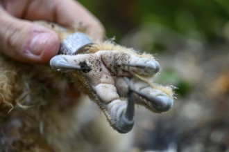 Münsterland, North Rhine-Westphalia, Germany, An ornithologist carefully rings a young eagle owl