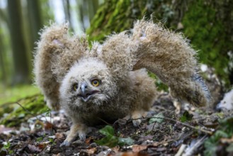 Münsterland, North Rhine-Westphalia, Germany, An eagle owl chick (Bubo bubo) with fluffy feathers