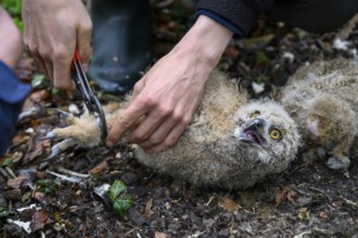 Münsterland, North Rhine-Westphalia, Germany, Two ornithologists carefully ring a young eagle owl