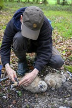 Münsterland, North Rhine-Westphalia, Germany, person ringing a young eagle owl (Bubo bubo) in the