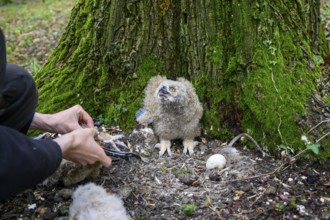 Münsterland, North Rhine-Westphalia, Germany, An ornithologist carefully rings a young eagle owl