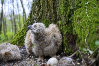 Münsterland, North Rhine-Westphalia, Germany, A young eagle owl (Bubo bubo) sits on the ground on a