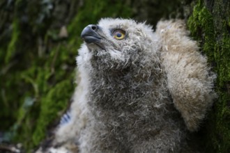 Münsterland, North Rhine-Westphalia, Germany, A fluffy young eagle owl (Bubo bubo) lies in the
