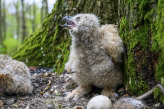 Münsterland, North Rhine-Westphalia, Germany, A young eagle owl (Bubo bubo) is sitting on the