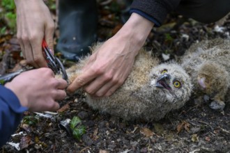 Münsterland, North Rhine-Westphalia, Germany, Two ornithologists carefully ring a young eagle owl