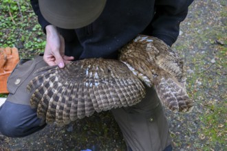 Münsterland, North Rhine-Westphalia, Germany, plumage of a tawny owl (Strix aluco) being examined,