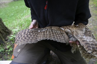 Münsterland, North Rhine-Westphalia, Germany, A person examines the wings of a tawny owl (Strix