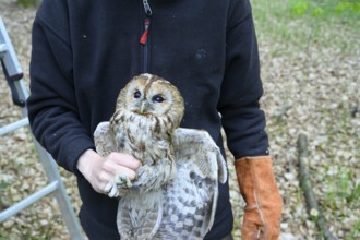 Münsterland, North Rhine-Westphalia, Germany, person holding a tawny owl (Strix aluco) in the