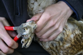 Close-up of hands attaching a ring to a tawny owl (Strix aluco), ringing, close-up of a hand