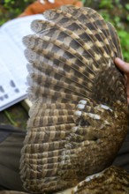 Münsterland, North Rhine-Westphalia, Germany, wings of a tawny owl (Strix aluco) during age