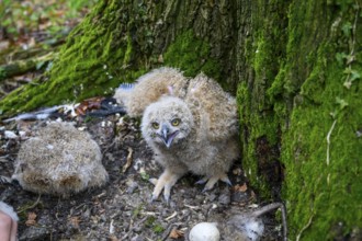 Münsterland, North Rhine-Westphalia, Germany, A young eagle owl (Bubo bubo) sits on the ground on a