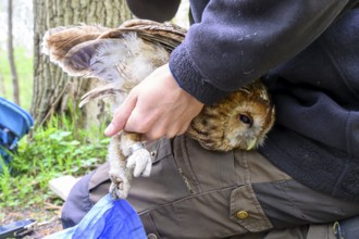 Münsterland, North Rhine-Westphalia, Germany, A person gently holds a tawny owl (Strix aluco)