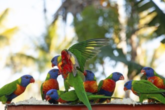 Daytime feeding and flight of many lorikeets in Cairns, Queensland, Australia