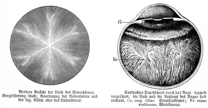 Front view of the lens of an adult, arrangement of the lens fibres (left), vertical cross section