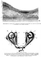 Average thickness of the retina through the center of the central pit of the yellow spot, fovea